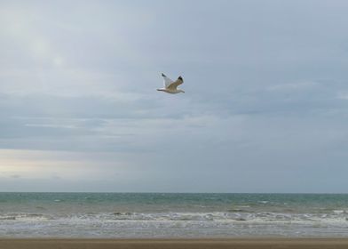 Seagull flying