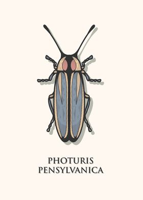 Pennsylvania Firefly