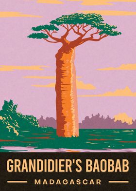 Grandidiers Baobab