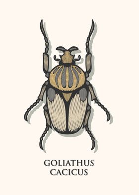 Chief Goliath Beetle