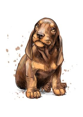 Dachshund puppy