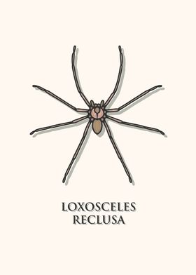 Brown Recluse Spider