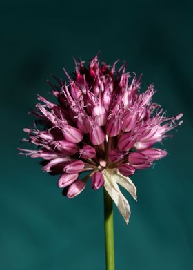 Allium acutiflorum flower