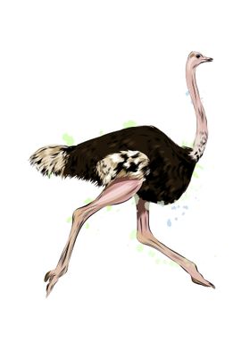 Ostrich watercolor