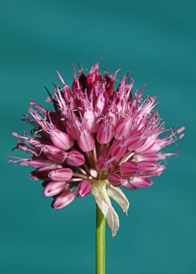 Allium flowering close up