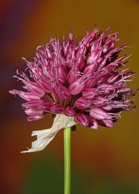 Purple allium flower macro