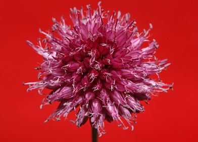 Purple allium flower macro