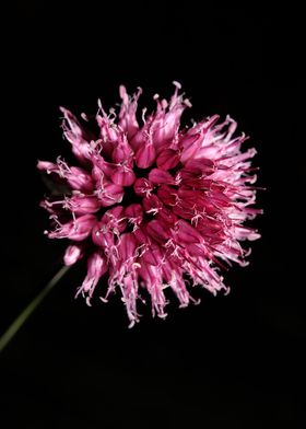 Flower blossom background