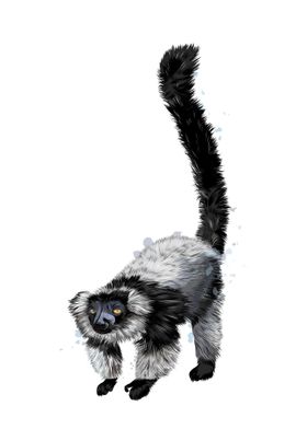 Black lemur watercolor