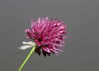 Allium flowering close up