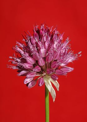 Allium flowering close up