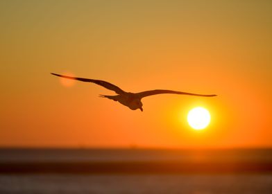 Seagull into the Sunset