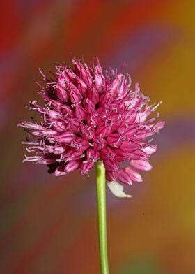 Allium flowering close up