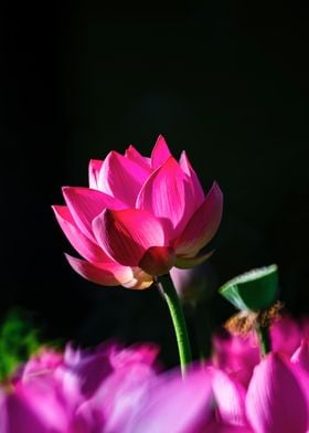 Beauty of Lotus