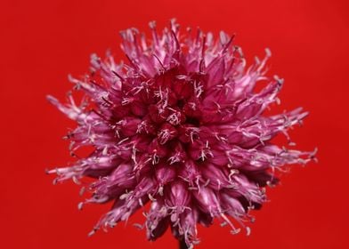 Allium flowering close up