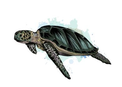 Sea turtle watercolor