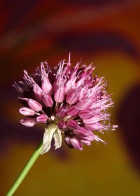 Purple allium flower macro