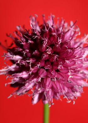 Purple allium flower macro