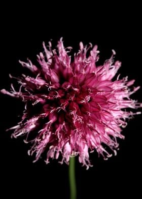 Flower blossoming close up