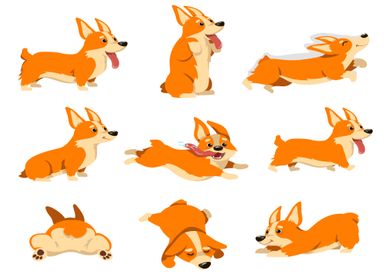 Corgi dog