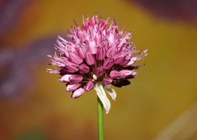 Purple allium flower macro