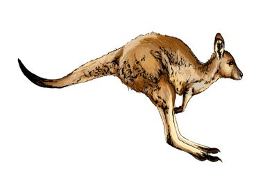 Watercolor kangaroo