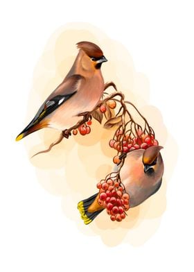 birds waxwing