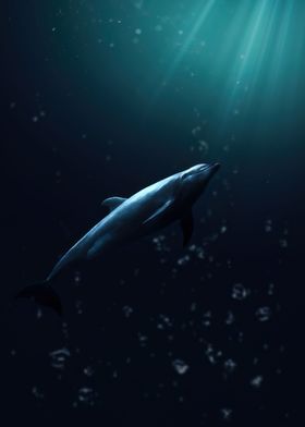 Dolphin in the Sea