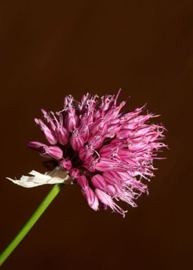 Allium acutiflorum flower