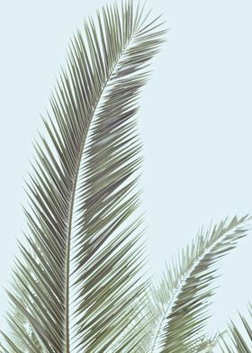 Minimalist Palm Leaf