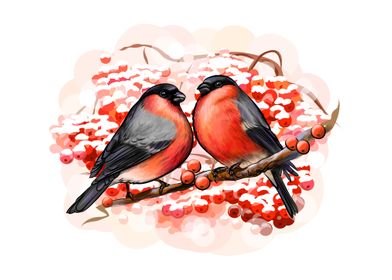 birds bullfinches