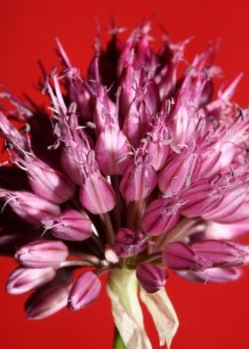 Allium flowering close up