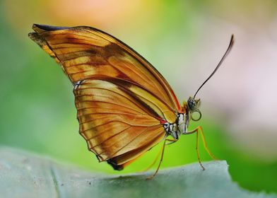 Butterfly Beauty