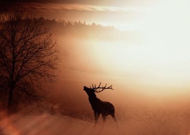 Elk in the Mist 