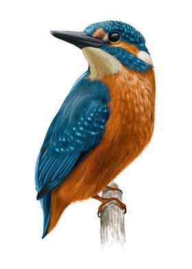 Kingfisher bird