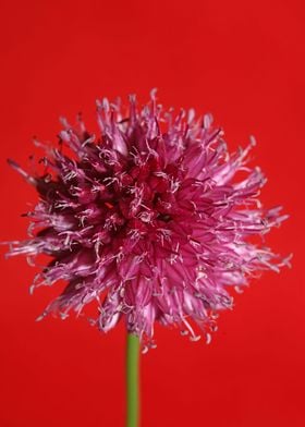 Allium flowering close up