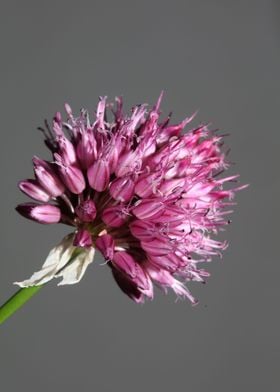 Allium acutiflorum flower