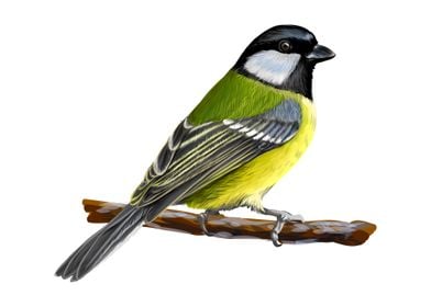 Portrait of a tit bird