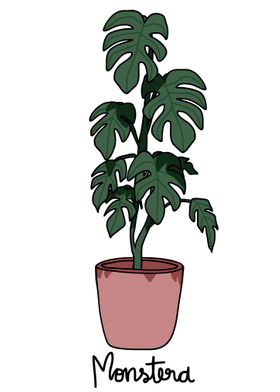 Montera plant