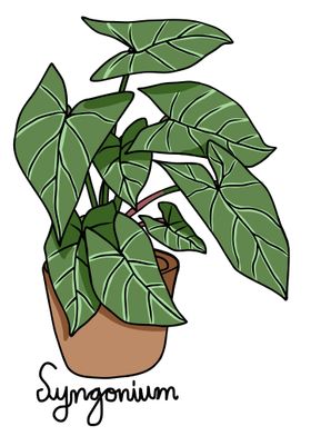 Syngonium plant