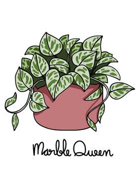 Marble Queen plant 