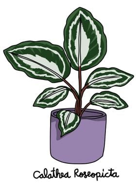 Calathea Roseopicta plant