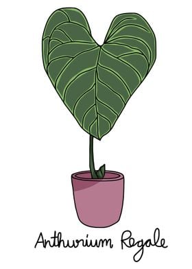 Anthurium Regale plant