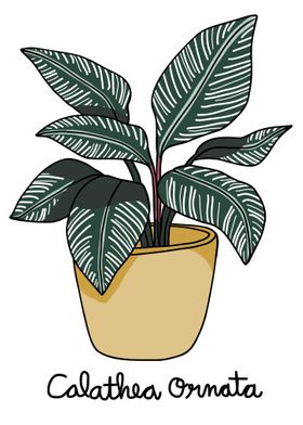 Calathea Ornata plant 