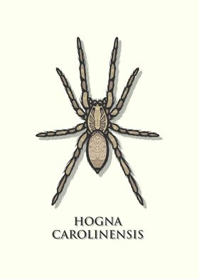 Carolina Wolf Spider