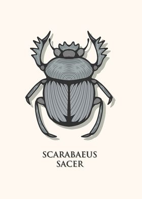 Sacred Scarab Beetle