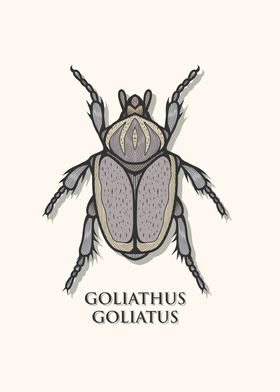 Goliath Beetle