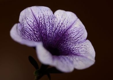 Petunia flowering close up