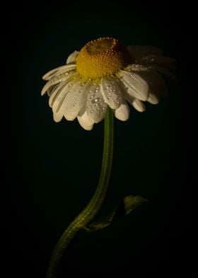 Daisy drops darkbackground