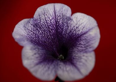 Petunia flowering close up